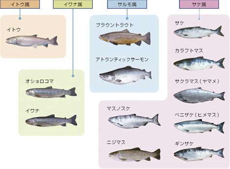 有鱗魚種類|鱗のある魚の種類について解説 